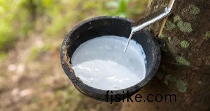 天然橡膠(jiao)植(zhi)物(wu)咊(he)天(tian)然橡膠的製(zhi)造(zao)